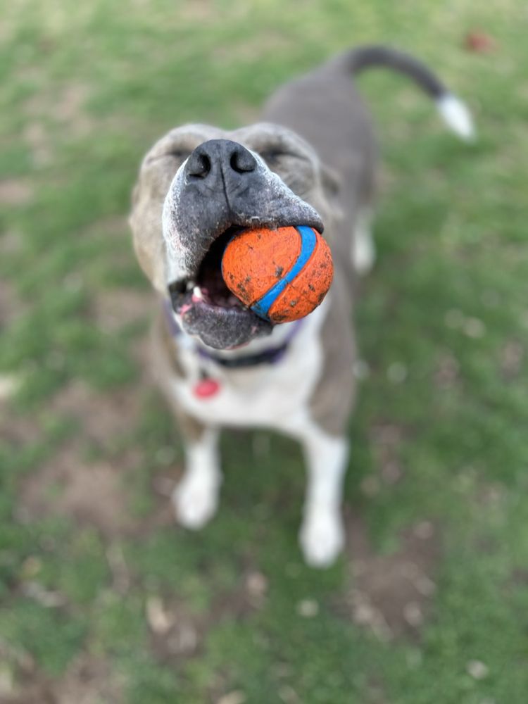 Norman Community Dog Park Logo