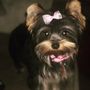 Photo of El Dorado Hills Pet Clinic