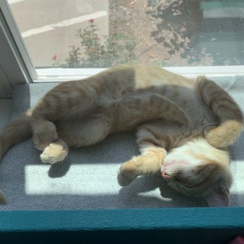Right Meow Cat Cafe - Themed Cafes Near Me - Fuquay Varina, North Carolina Right Meow Cat Cafe - Themed Cafes Near Me - Fuquay Varina, North Carolina