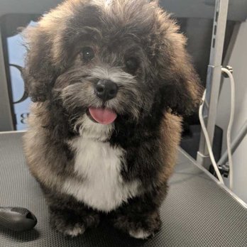 Royal Pets - Pet Groomers Near Me Royal Pets - Pet Groomers Near Me
