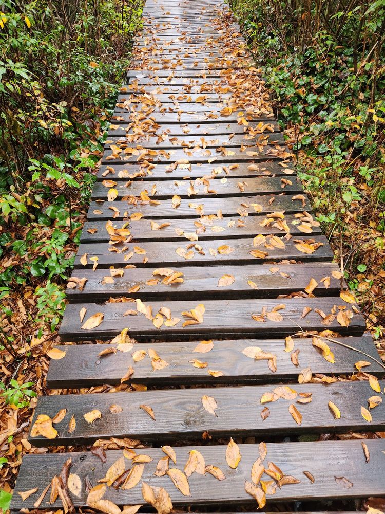 Graveyard Fields Logo