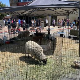 Petting zoo event Petting zoo event