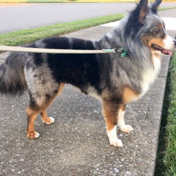 PetSmart - Charles Seiberling is a fantastic groomer. We bring our Sheltie Smoky. Genuine, great guy. - Pet Stores Near Me - Nashville, Tennessee PetSmart - Charles Seiberling is a fantastic groomer. We bring our Sheltie Smoky. Genuine, great guy. - Pet Stores Near Me - Nashville, Tennessee