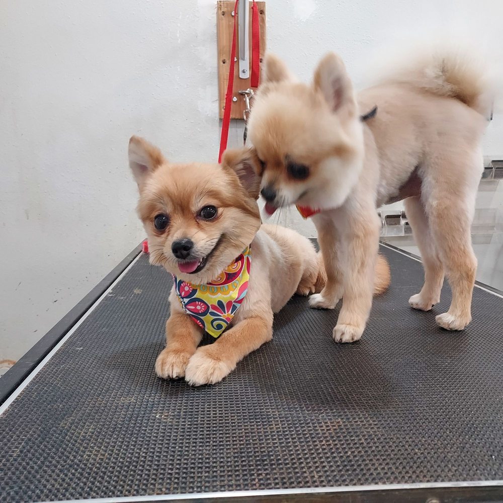 MOMOS PET GROOMING Updated September 2024 63 Photos & 16 Reviews