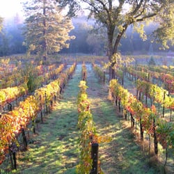 Clos Saron - Pinot Noir vines in the Home Vineyard (Old Block)
