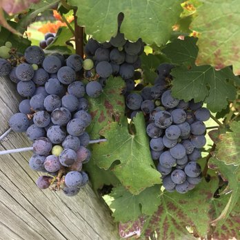 Gray Ghost Vineyards - Wineries Near Me - Amissville, Virginia