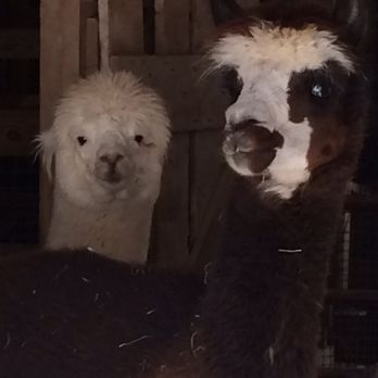 Blackberry Hill Alpacas - Attraction Farms Near Me - Anniston, Alabama Blackberry Hill Alpacas - Attraction Farms Near Me - Anniston, Alabama