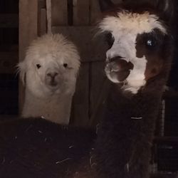 Blackberry Hill Alpacas