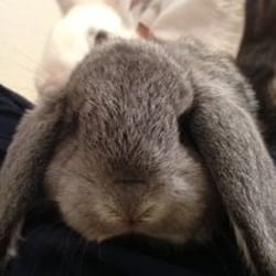 Tawni's Ponies & Animal World Petting Zoo - Bunny Zoo