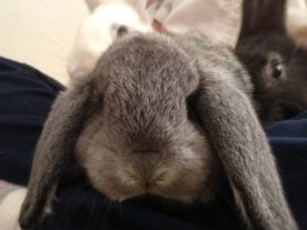 Tawni's Ponies & Animal World Petting Zoo Logo