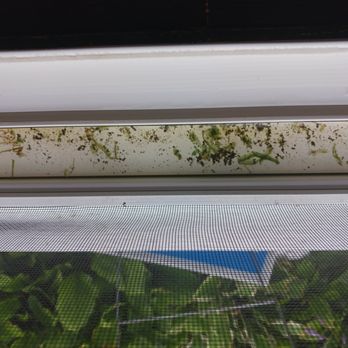 Window Nation Chicago - Water doesn't drain, can't get it with a shop vav so algae starts do grow. - The image shows a window with a screen that has accumulated green algae, dirt, and debris. Behind the screen, there are green leaves from plants, indicating an outdoor or garden setting. The window frame and screen are clearly visible, with the algae and dirt concentrated along the top and middle sections of the window. - Windows Installation Near Me - Romeoville, Illinois