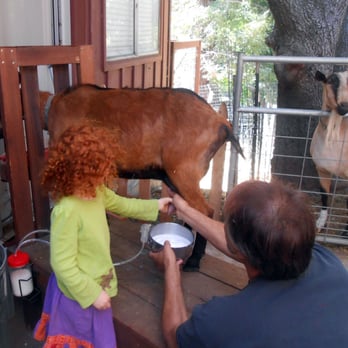 Little Garden Patch Farm - Milking a goat.  Learning about the farm animals is a natural part of the daily rhythm. - Child Care & Day Care Near Me - Soquel, California
