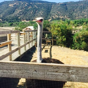 Ostrichland USA - Attraction Farms Near Me - Solvang, California Ostrichland USA - Attraction Farms Near Me - Solvang, California