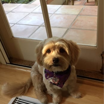 Whiskers - Pet Groomers Near Me - Chatsworth, California