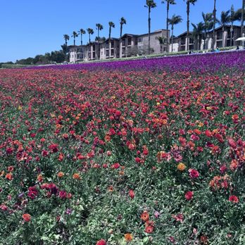 The Flower Fields - Flowers - Venues & Event Spaces Near Me - Carlsbad, California The Flower Fields - Flowers - Venues & Event Spaces Near Me - Carlsbad, California