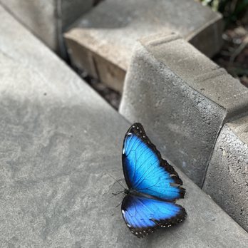 Butterfly Biosphere - This is one of the more common one's you see here! - Children's Museums Near Me - Lehi, Utah