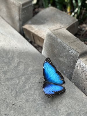 Butterfly Biosphere by null