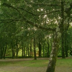 Parque de Bonaval