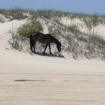 Wild Horse Adventure Tours - Grazing in the dunes, Corolla, July 1, 2026 - Tours Near Me - Corolla, North Carolina Wild Horse Adventure Tours - Grazing in the dunes, Corolla, July 1, 2026 - Tours Near Me - Corolla, North Carolina