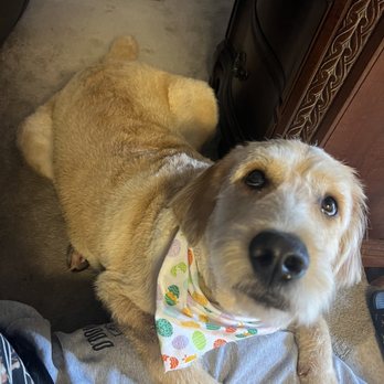 The Groom Room - Full body haircut - Pet Groomers Near Me - Modesto, California The Groom Room - Full body haircut - Pet Groomers Near Me - Modesto, California