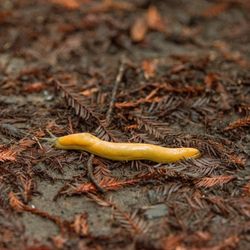 Redwood Glen Camp & Conference Center - This slug is bananas, B*A*N*A*N*A*S