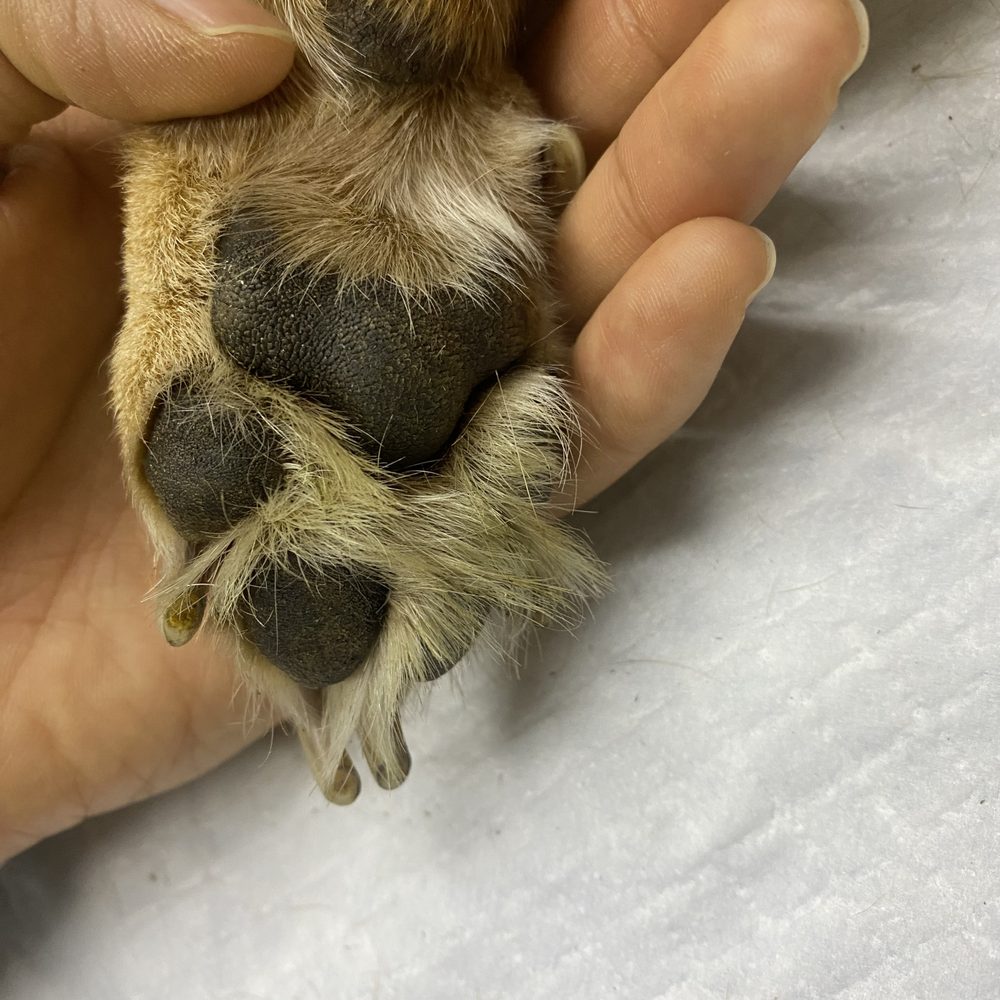 My baby's frito paw I will forever miss holding and smelling. My baby's frito paw I will forever miss holding and smelling.