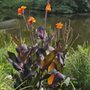 Planten un Blomen