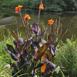 Planten un Blomen