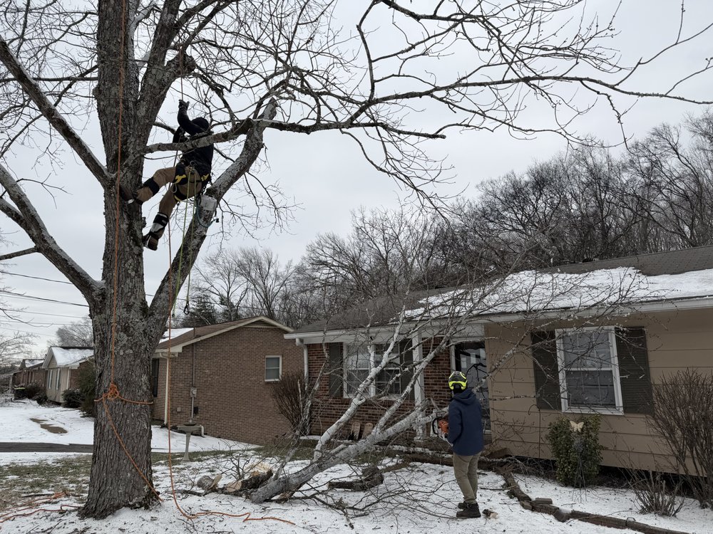 Guardado Tree Service - tree service in Nashville, TN