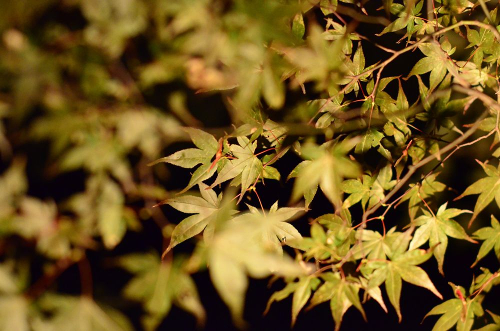 Tenshukakushizenkouen