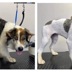 The Paw Spa Pet Grooming - Before n After