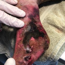 My dog's injury from his stay at Weona Pet Resort. My dog's injury from his stay at Weona Pet Resort.