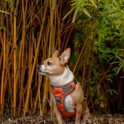 Turtle Bay Exploration Park - Cute spot on the walkways