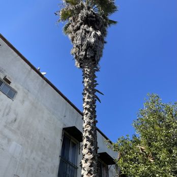 Inexpensive Tree Services - Before - Tree Services Near Me - Los Angeles, California