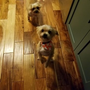 Wags on Willow - My morkies after their grooming. - Pet Stores Near Me - Northfield, Illinois