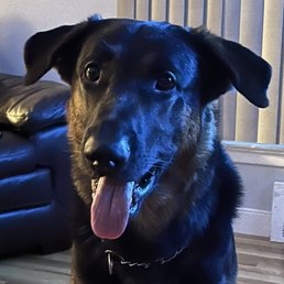 Diesel who I paid $1900.00 for ears never a guarantee. Breeders are very rude . Diesel who I paid $1900.00 for ears never a guarantee. Breeders are very rude .