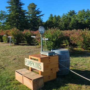 Libby's U-Pick  - Pumpkin weighing - Pick Your Own Farms Near Me - Limerick, Maine