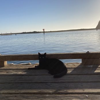 Hofbrau - Cute lil cat that was hanging around outside the entrance and by the coastal access dock in the front of the restaurant :) - Sandwiches Near Me - Morro Bay, California Hofbrau - Cute lil cat that was hanging around outside the entrance and by the coastal access dock in the front of the restaurant :) - Sandwiches Near Me - Morro Bay, California