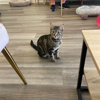 Pounce Cat Cafe - Themed Cafes Near Me - Savannah, Georgia Pounce Cat Cafe - Themed Cafes Near Me - Savannah, Georgia
