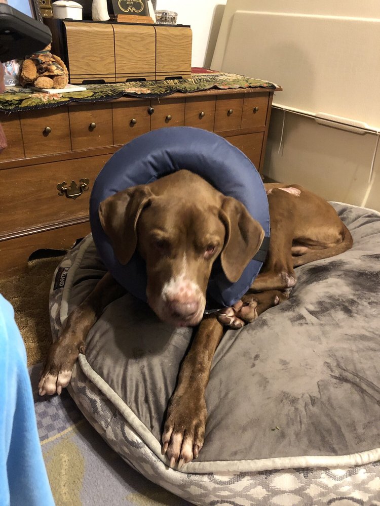 DOG & CAT VETERINARY CLINIC 25 Photos & 95 Reviews 4338 E Shields