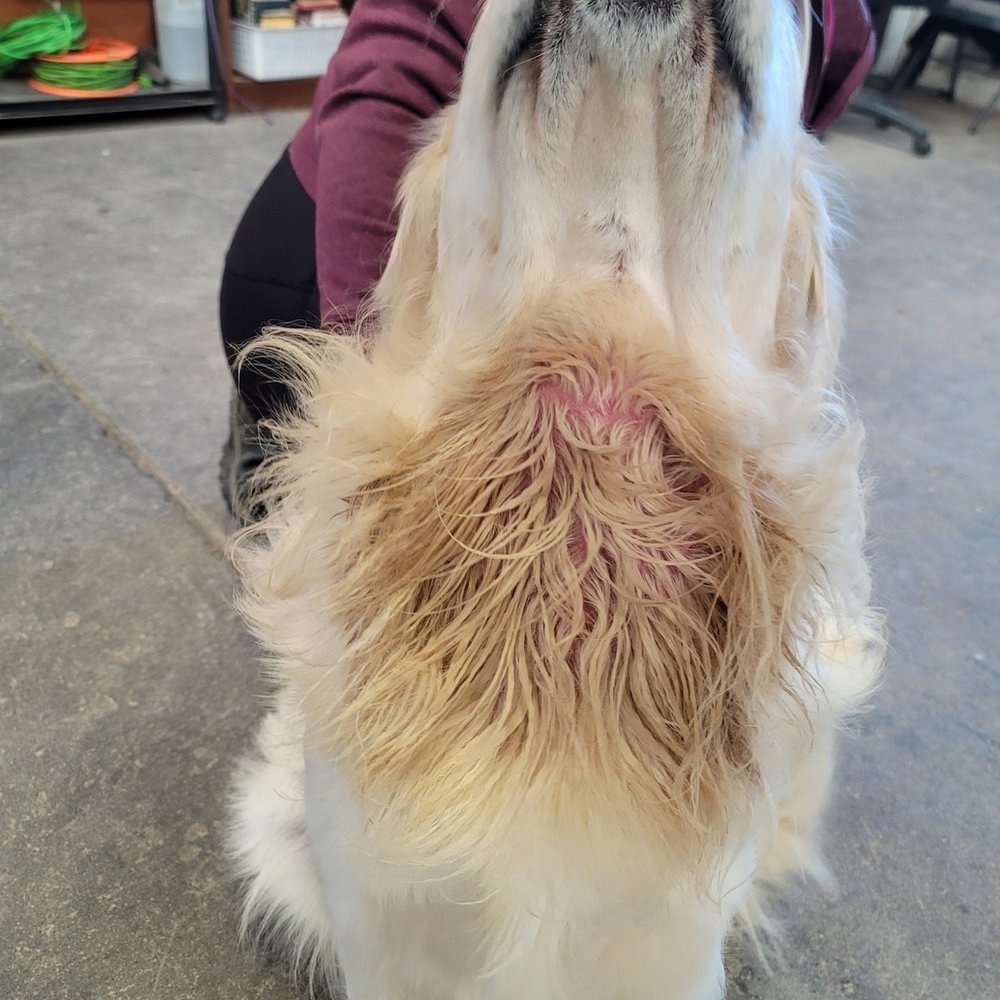 Dog Gone Amazing - Pet Training Near Me - Reno, Nevada Dog Gone Amazing - Pet Training Near Me - Reno, Nevada