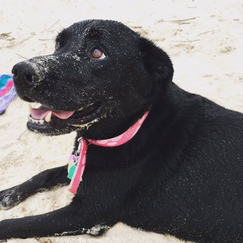 Fontainebleau State Park - Dog friendly - Parks Near Me - Mandeville, Louisiana