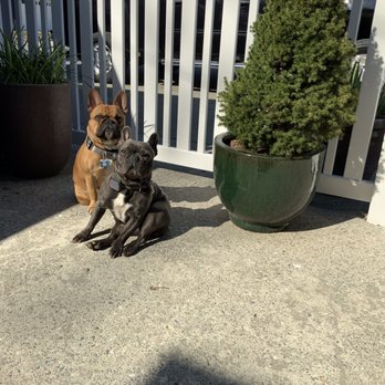 Distinctive French Bulldogs - Ellie & Diego getting some sun. - Pet Breeders Near Me Distinctive French Bulldogs - Ellie & Diego getting some sun. - Pet Breeders Near Me
