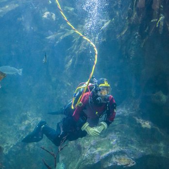 Seattle Aquarium - Aquariums Near Me - Seattle, Washington Seattle Aquarium - Aquariums Near Me - Seattle, Washington