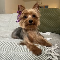 The Grooming Pawlor
