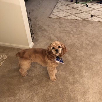 Puppy Love Grooming - Pet Groomers Near Me - Pittsburgh, Pennsylvania Puppy Love Grooming - Pet Groomers Near Me - Pittsburgh, Pennsylvania