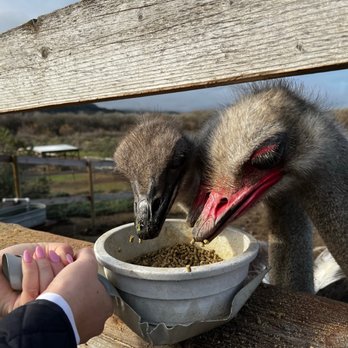 Ostrichland USA - Getting to work - they were hungry! - Attraction Farms Near Me - Solvang, California Ostrichland USA - Getting to work - they were hungry! - Attraction Farms Near Me - Solvang, California