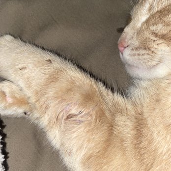 Olympia Veterinary Hospital - My cat - Veterinarians Near Me - Olympia, Washington
