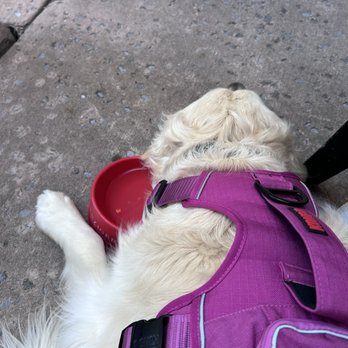 Ristorante Ottaviani - Water bowl for dogs - Italian Near Me - Cumberland, Maryland Ristorante Ottaviani - Water bowl for dogs - Italian Near Me - Cumberland, Maryland