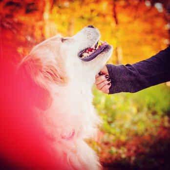 Wagnificent - Dog Walkers Near Me - Weston, Massachusetts
